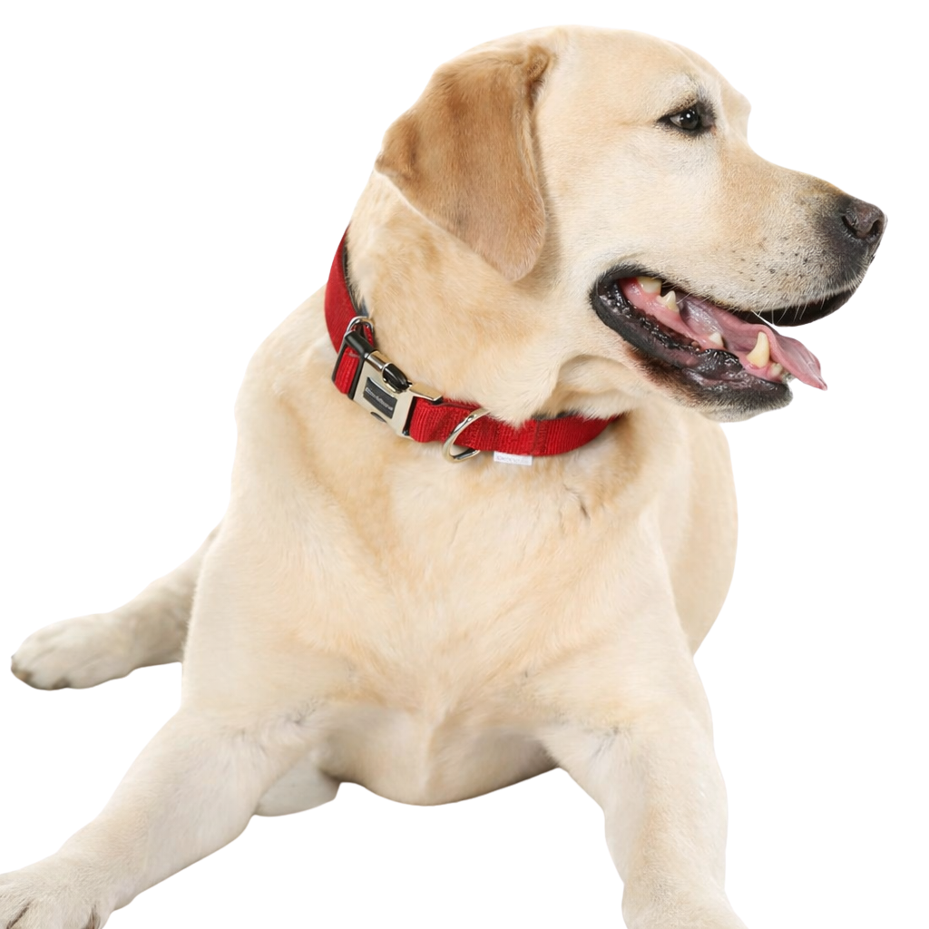 Collier réglable rembourré pour chiens