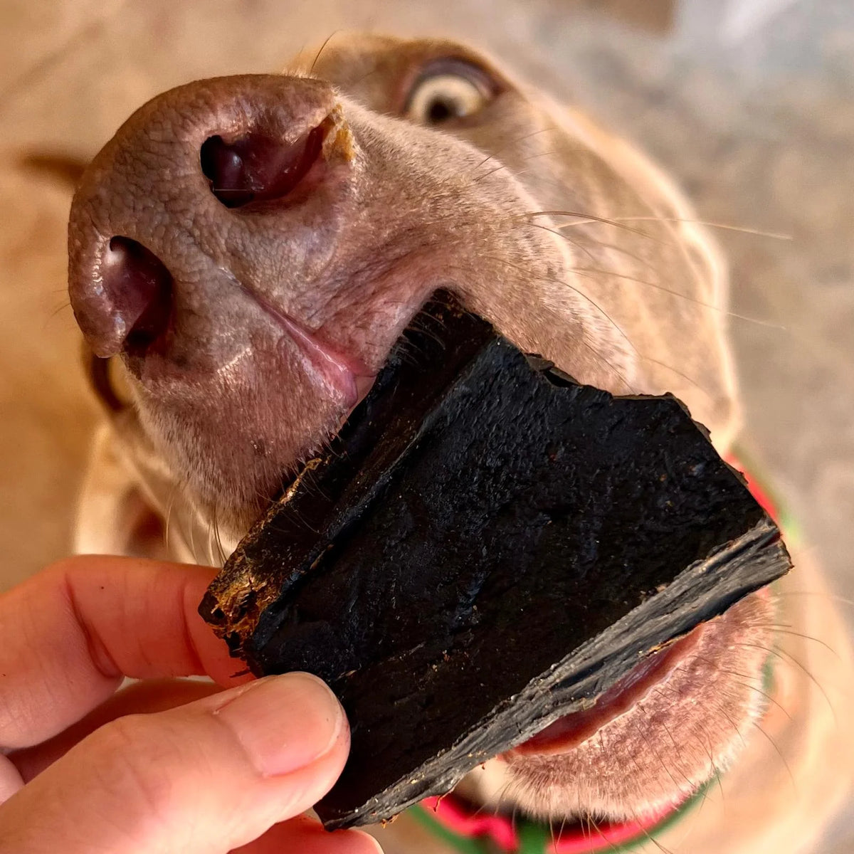 Friandises de foie de bœuf séché pour chiens