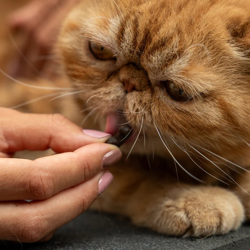 Complément alimentaire anti-stress pour chats