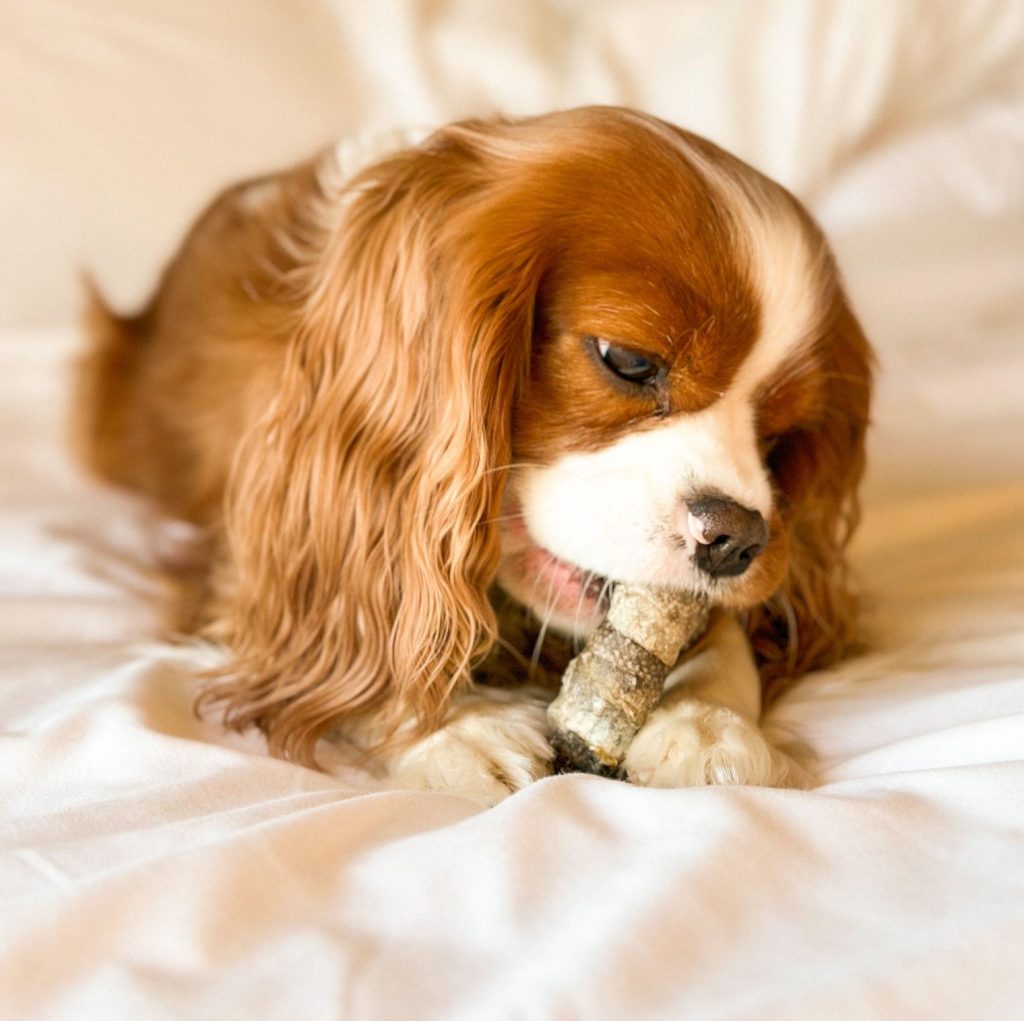Friandises au cabillaud à mâcher pour chiens