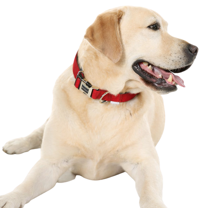 Collier réglable rembourré pour chiens