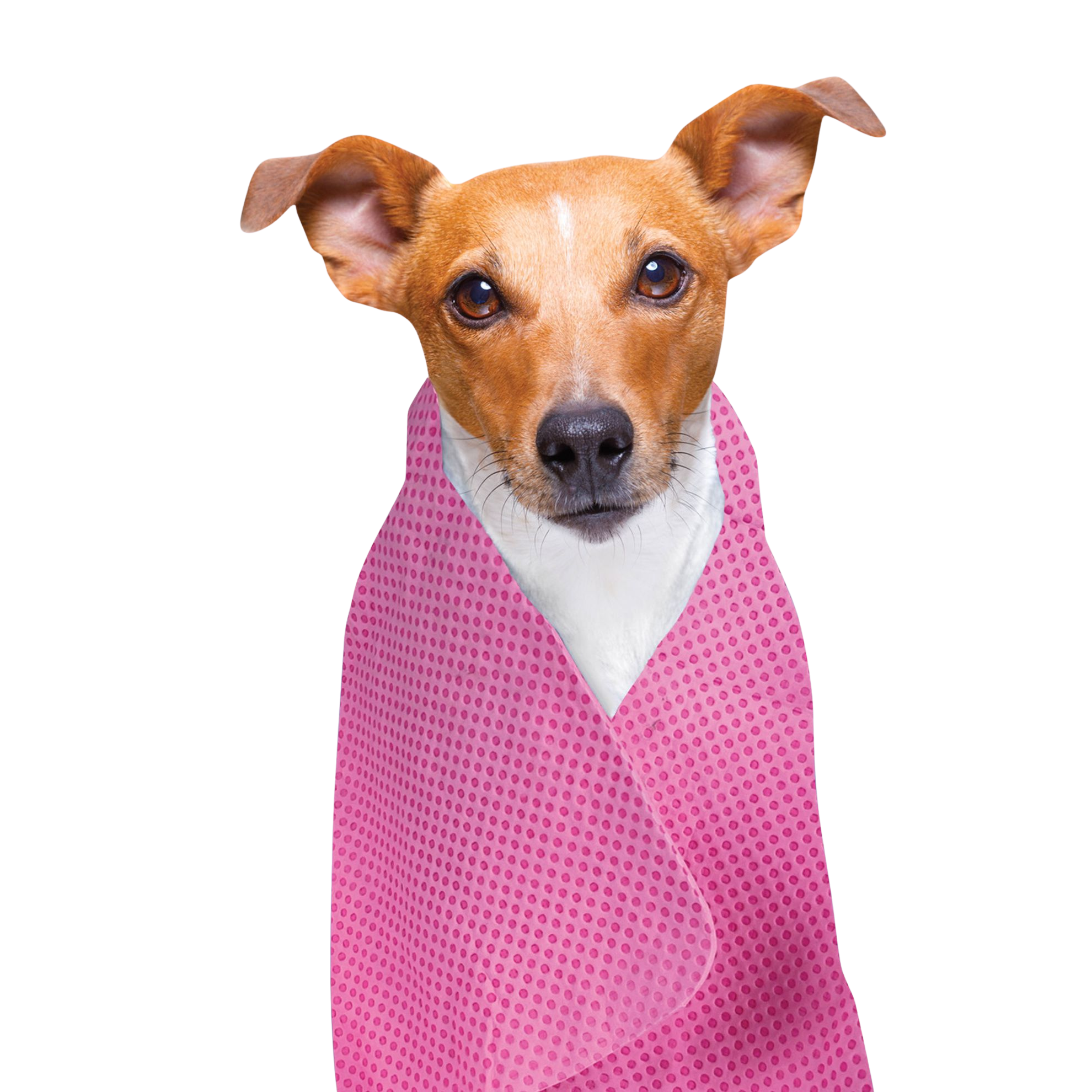 Serviette rafraîchissante pour chiens et chats