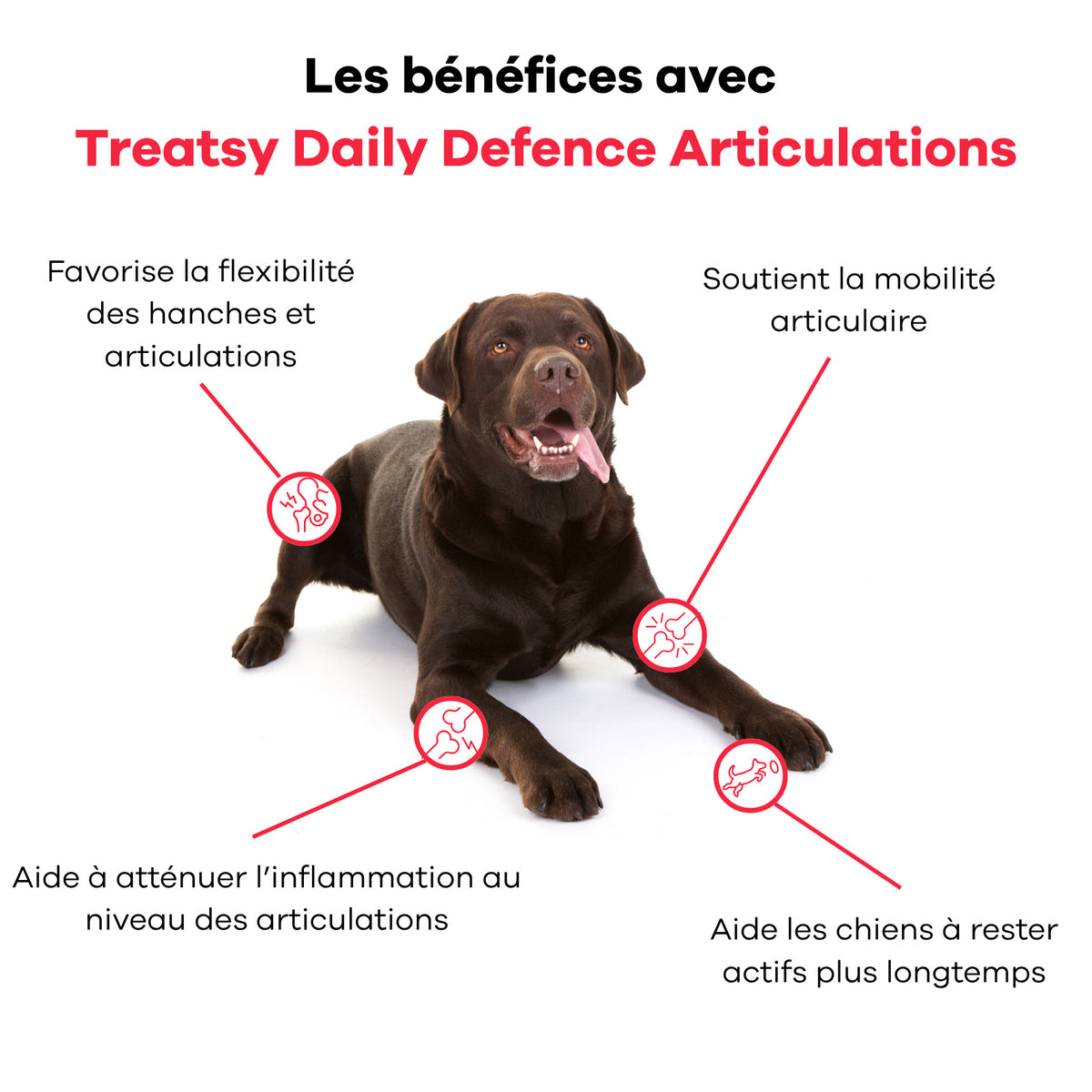 Complément alimentaire articulations pour chiens
