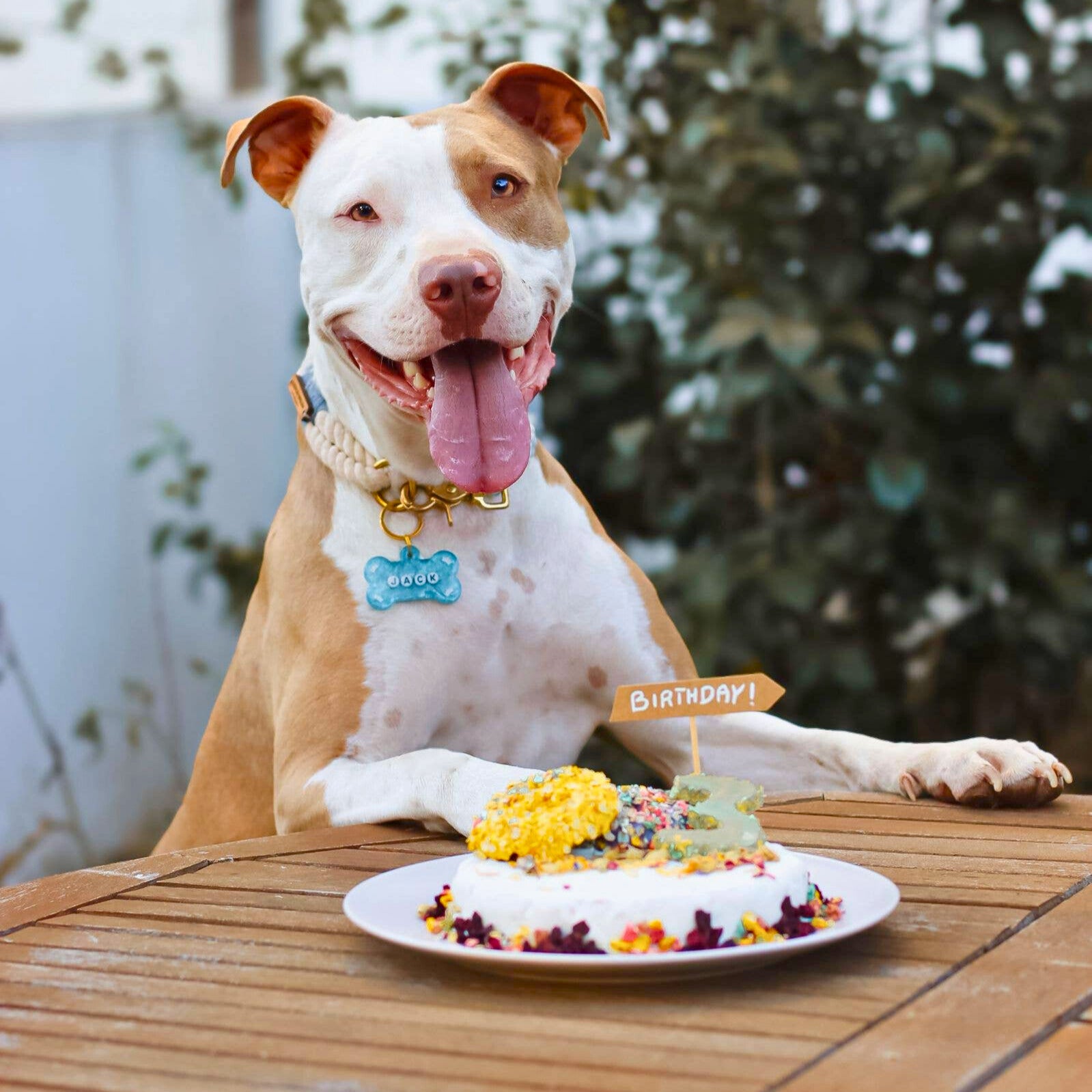 Coffret gâteau au poulet à cuire pour chiens