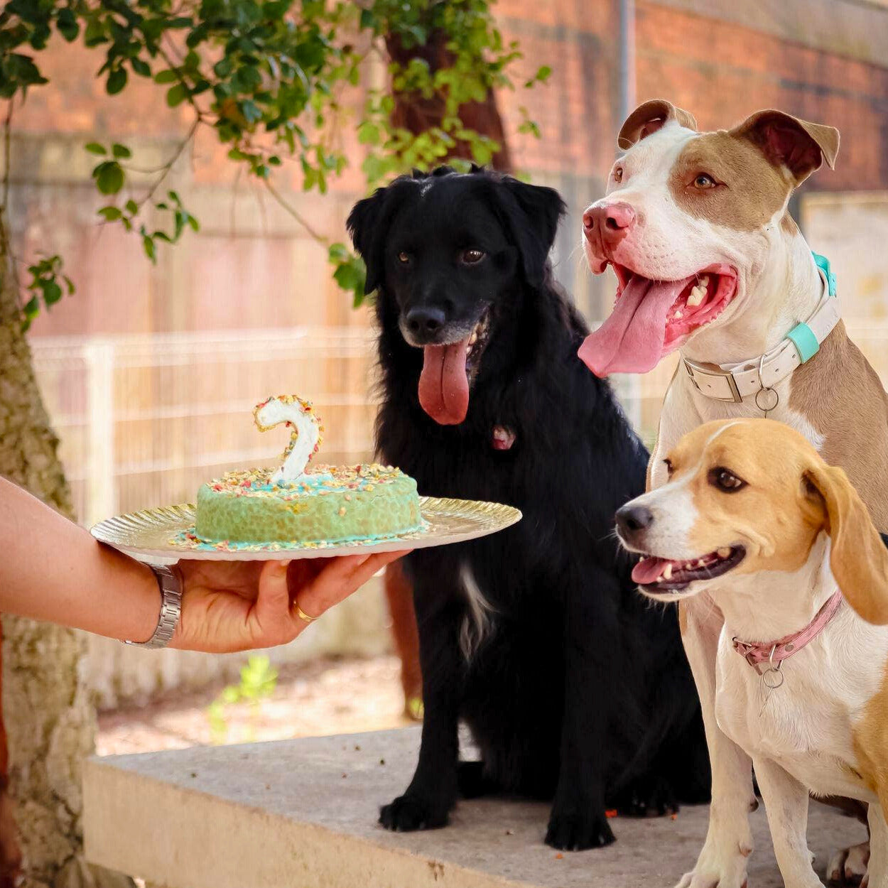 Coffret gâteau au poulet à cuire pour chiens