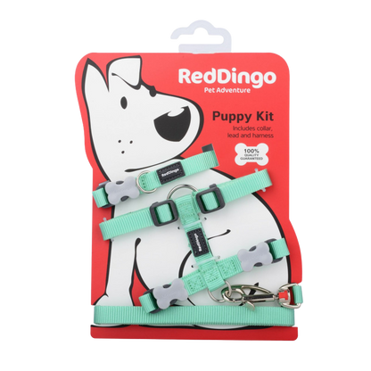 Kit collier, harnais et laisse vert pastel pour chiots