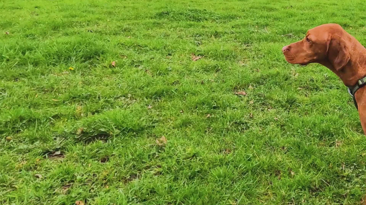 Harnais anatomique ajustable pour chiens